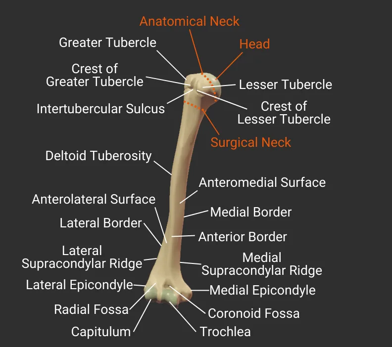 Humerus head and neck - labeled